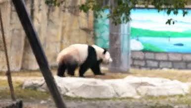 4k高清实拍熊猫散步慵懒睡觉视频的预览图